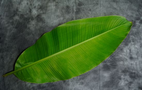 Banana Leaf _ Banana Leaves