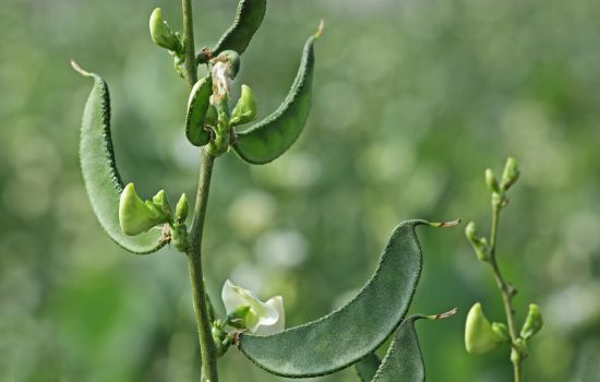 Broad Beans