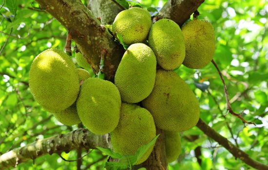 Jackfruit