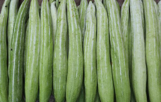 Snake Gourd