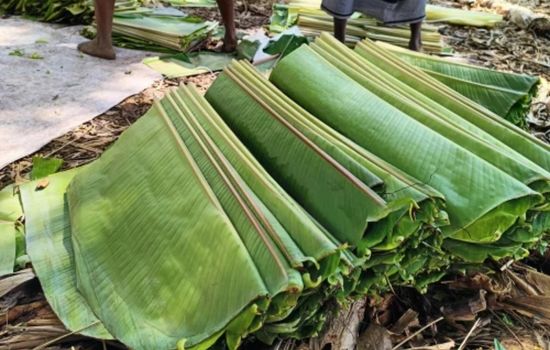 BANANA LEAF _ BANANA LEAVES