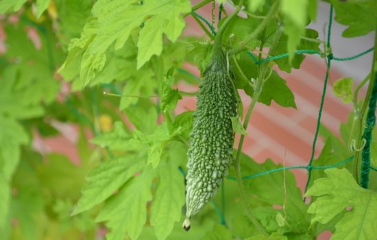 BITTER GOURD