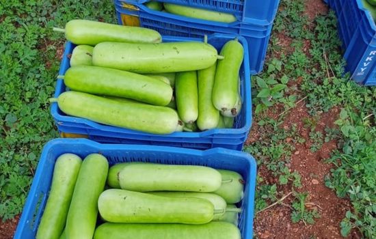 BOTTLE GOURD