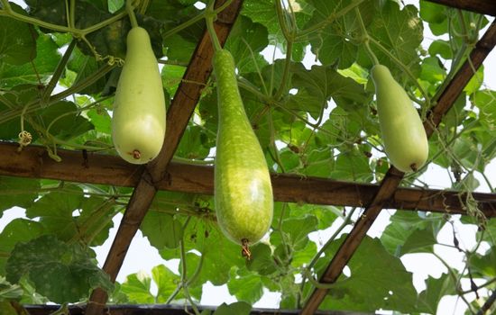 Bottle Gourd on Field