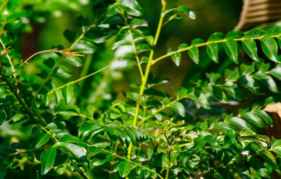 CURRY LEAVES