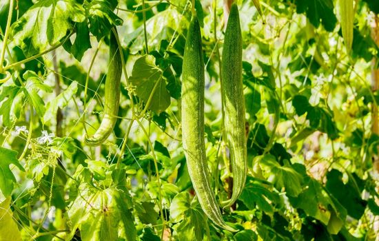 SNAKE GOURD