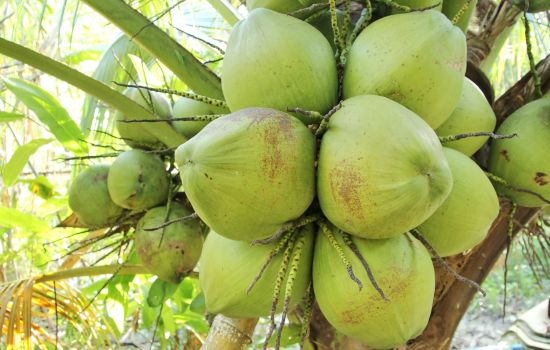 TENDER COCONUT